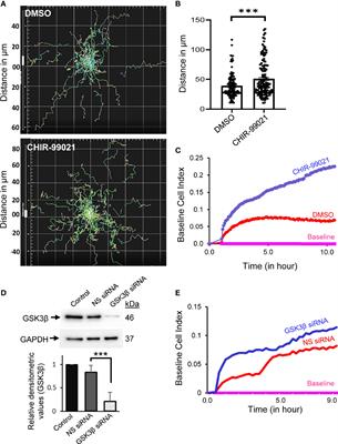<mark class="highlighted">GSK3β</mark> Interacts With CRMP2 and Notch1 and Controls T-Cell Motility
